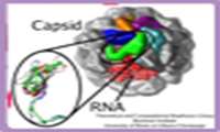 مولکولی که درمان بالقوه جدیدی برای HIV خواهد بود